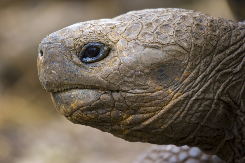 Galápagos Tortoise